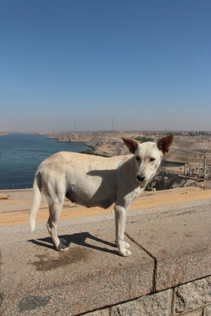 Scenery view of Aswan High Dam with a dog in sunny day, Egyptの写真素材
