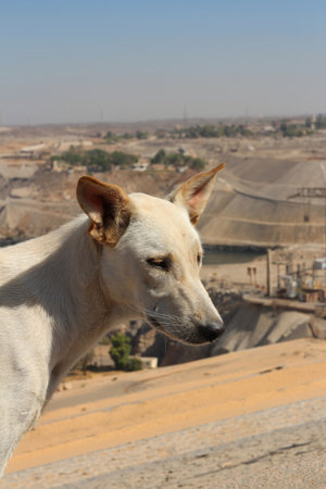 Close-up a dog at Aswan High Dam in sunny day, Egyptの写真素材