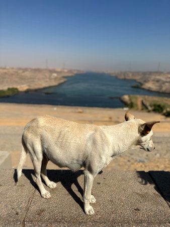 Scenery view of Aswan High Dam with a dog in sunny day, Egyptの写真素材