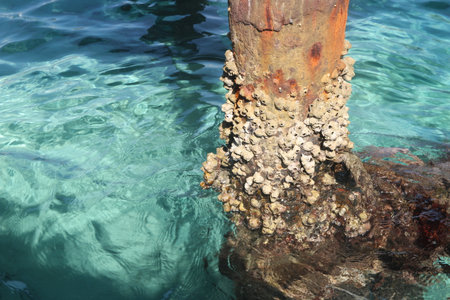 Barnacles on concrete pillars of pier on a sunny day in Hurghada, Egyptの写真素材