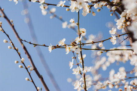 Picture showng a bee gathering pollen from early spring tree flowers