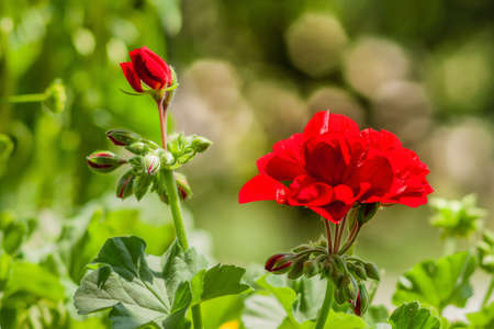 closeup photo of red Pelargonium flowers on beautiful green backgroundの写真素材