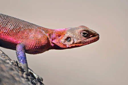 Agama on treeの写真素材