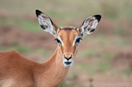 Impala - Serengetiの写真素材