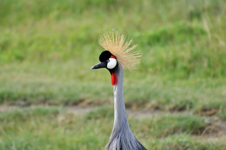 Crowned Crane - Ngorongoroの写真素材