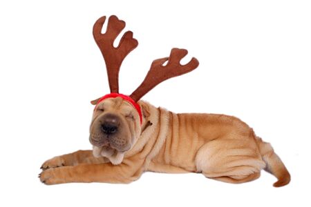 sharpei dog wearing christmas antlerの写真素材