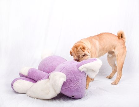 Sharpei dog playing with a toyの写真素材