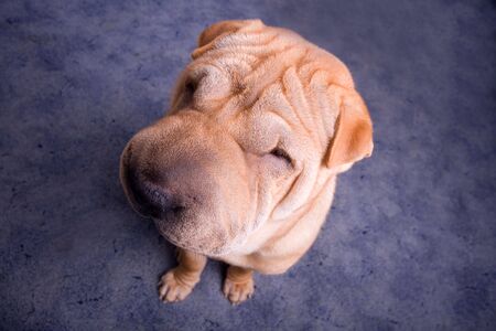 closeup portrait from a sharpei dogの写真素材