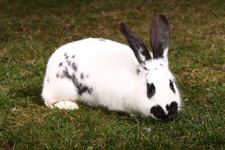 easter rabbitの写真素材