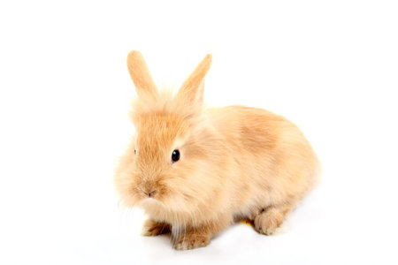 young red rabbitの写真素材