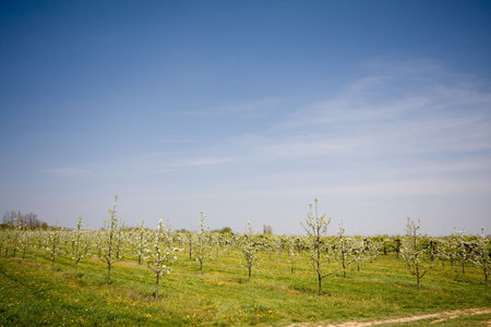 fruit trees in a line