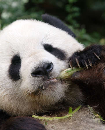 chinese panda in zooの写真素材