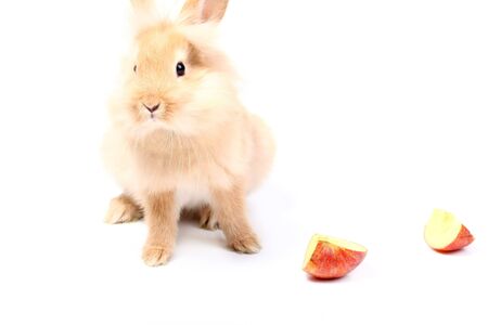 young red rabbit with appleの写真素材