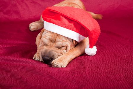 sharpei dog wearing santa hat  の写真素材