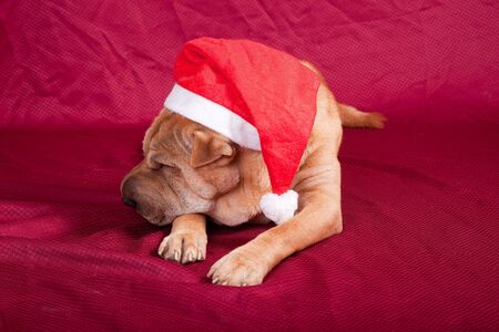 sharpei dog wearing santa hatの写真素材