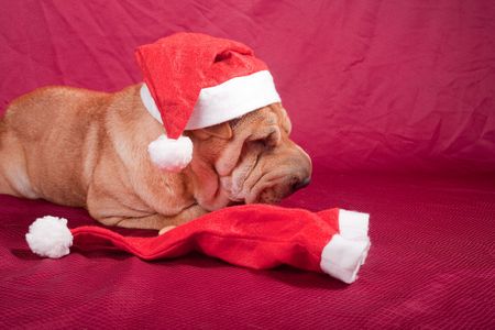sharpei dog wearing santa hatの写真素材