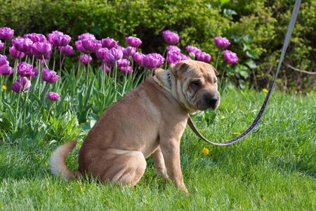 sharpei dog sitting outdoor with tulipsの写真素材