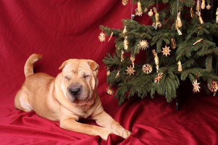sharpei dog with christmas treeの写真素材