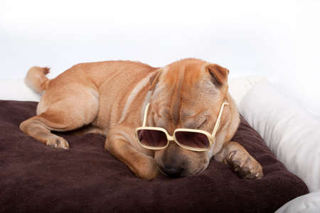 Sharpei dog wearing sunglass in bedの写真素材