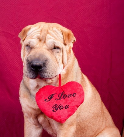 Valentine sharpei dog with heartの写真素材