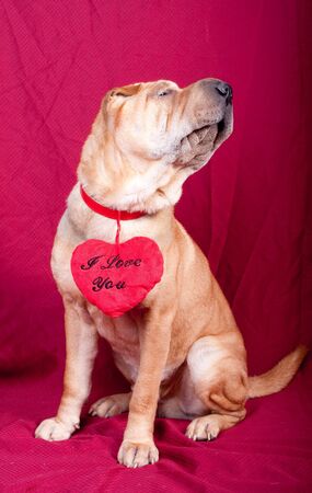 Valentine sharpei dog with heartの写真素材
