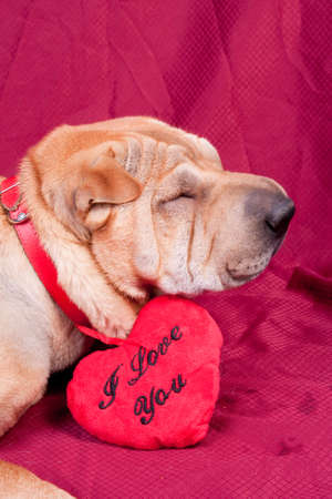 Valentine sharpei dog with heartの写真素材