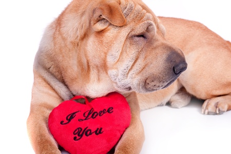 Valentine sharpei dog with heartの写真素材
