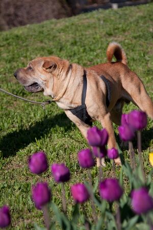 beautiful sharpei dog with tulipsの写真素材