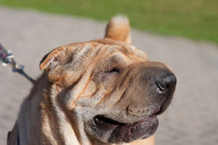 sharpei dog portrait in parkの写真素材