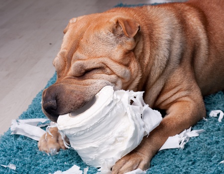 sharpei dog with toilette paperの写真素材