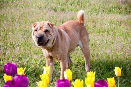 sharpei dog in park with tulipsの写真素材