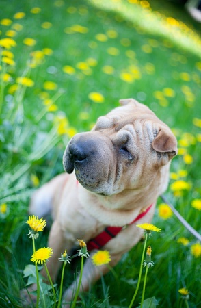 Sharpei dog resting in the grass with yellow flowersの写真素材