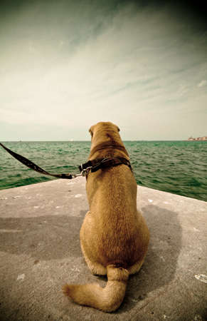 sharpei dog relaxing in seaの写真素材