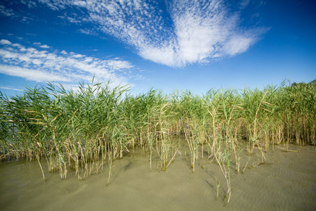 Beautiful reed in lake Balaton