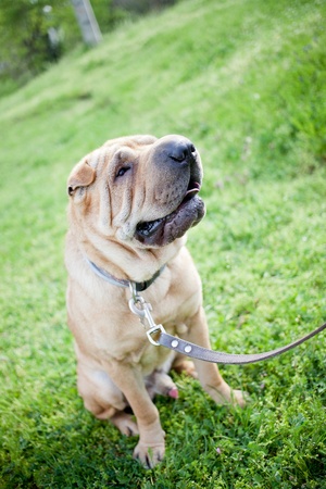 sharpei dog in a parkの写真素材