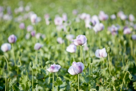 beautiful purple poppy flower fieldの写真素材