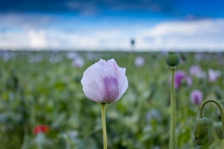 beautiful purple poppy flower fieldの写真素材
