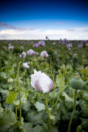beautiful purple poppy flower fieldの写真素材