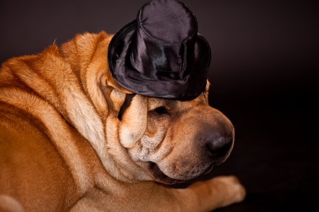 Elegant Sharpei dog waring stovepipe in studioの写真素材