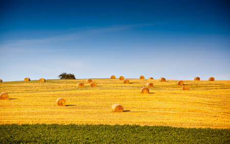 Beautiful landscape with straw bales