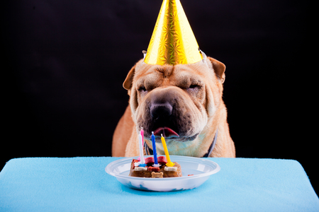 beautiful sharpei dog celebrating birthdayの写真素材