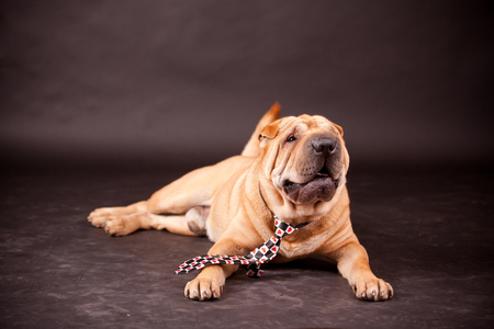 Elegant Sharpei dog in studioの写真素材