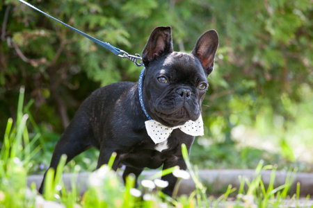 Elegant french bulldog wearing necktieの写真素材