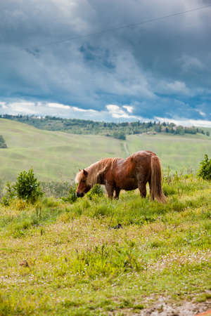 Typical Tuscan landscape in Italy with horseの写真素材