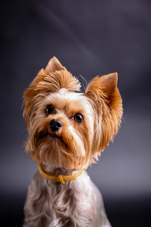 Yorkshire terrier  against black backgroundの写真素材