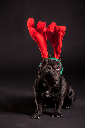 french bulldog wearing antler for christmasの写真素材