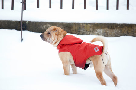 beautiful sharpei dog in snowの写真素材