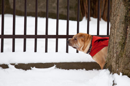 beautiful sharpei dog in snowの写真素材