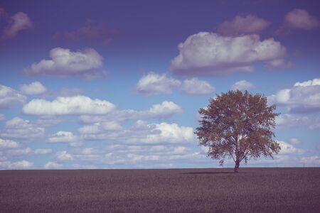 beautiful landscape and lone treeの写真素材