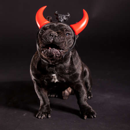 french bulldog wearing devil hornの写真素材